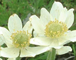 Anemone multifida annabellawhite