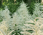 Aruncus dioicus harsh