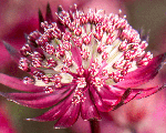 Astrantia major astrared