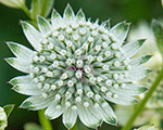 Astrantia major astrawhite