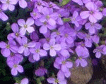 Aubrieta royalblue