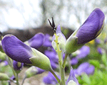 Baptisia australis var minor