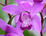 Bletilla striata