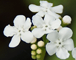 Brunnera macrophylla bettybowring