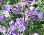 Calamintha nepeta marveletteblue