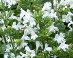 Calamintha nepeta marvelettewhite