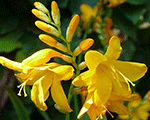 Crocosmia crocosmiiflora buttercup