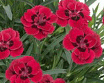 Dianthus mercifleuri