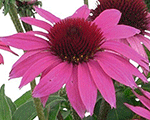 Echinacea pollynationmagenta