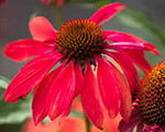 Echinacea pollynationorangered