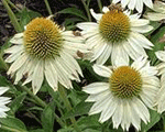 Echinacea pollynationwhite