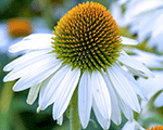 Echinacea powwowwhite