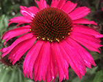 Echinacea sensationpink