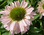 Echinacea sunseekersblush