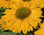 Echinacea sunseekersgoldensun