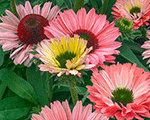 Echinacea sunseekersrainbow