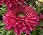 Echinacea sunseekerssweetfuchsia