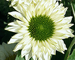 Echinacea sunseekerswhiteperfection