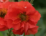 Geum scarlettempest