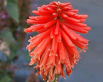 Kniphofia pocored