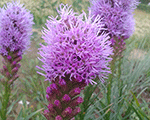 Liatris spicata cobalus