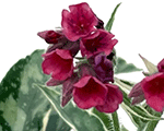 Pulmonaria raspberryfrost