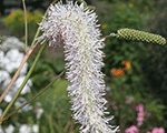 Sanguisorba whitebrushes