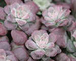 Sedum spathulifolium purpureum