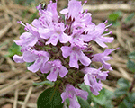 Thymus pulegioides