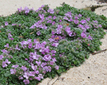 Thymus serpyllum elfin