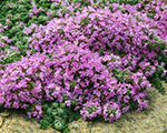 Thymus serpyllum minor