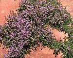 Thymus serpyllum pinkchintz