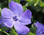 Vinca minor marie