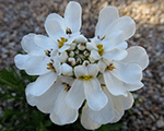 Iberis sempervirens appenetz