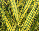 Phragmites australis variegata