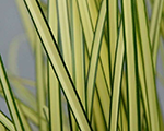 Carex brunnea jenneke