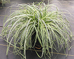 Carex oshimensis featherfalls