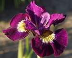 Iris sibirica sultansruby
