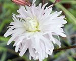 Lychnis flos cuculi petithenri