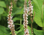 Persicaria amplexicaulis albajunior