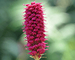 Persicaria milletii