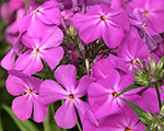 Phlox hybrida openingactultrapink