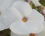 Phlox hybrida openingactwhite