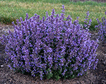 Nepeta faassenii catspajamas