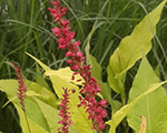 Persicaria amplexicaulis cottesbrookgold