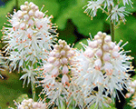 Tiarella sirdslapu 'Moorgrun'