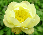 Trollius cultorum alabaster