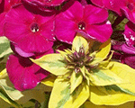 Phlox pan goldmine