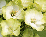 Phlox pan orchidgreen