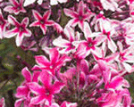 Phlox pan palmyra